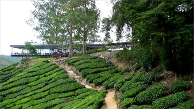 Azizi&Yati Muslim Homestay Cameron Highlands Buitenkant foto
